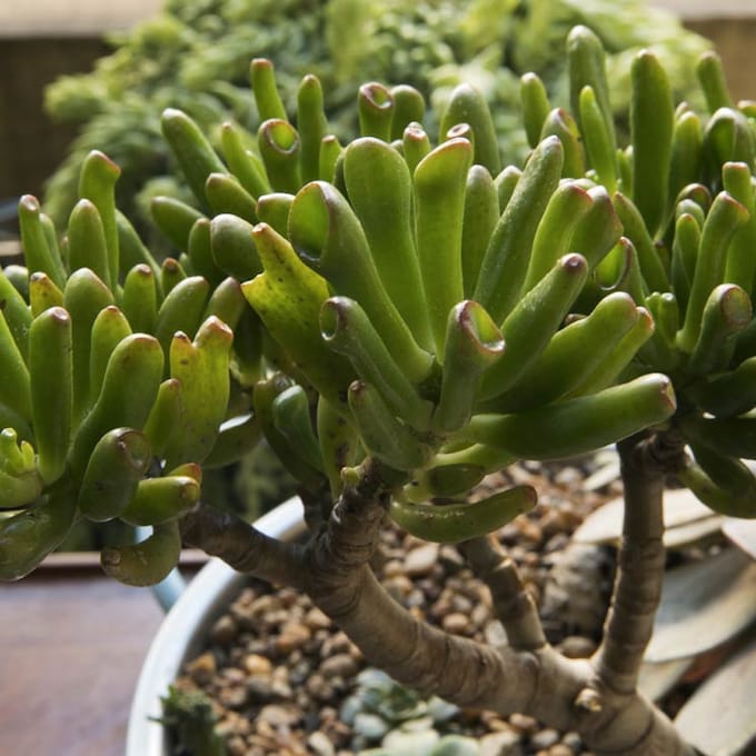 Crassula Ovata 'Gollum', una original planta suculenta para tu casa
