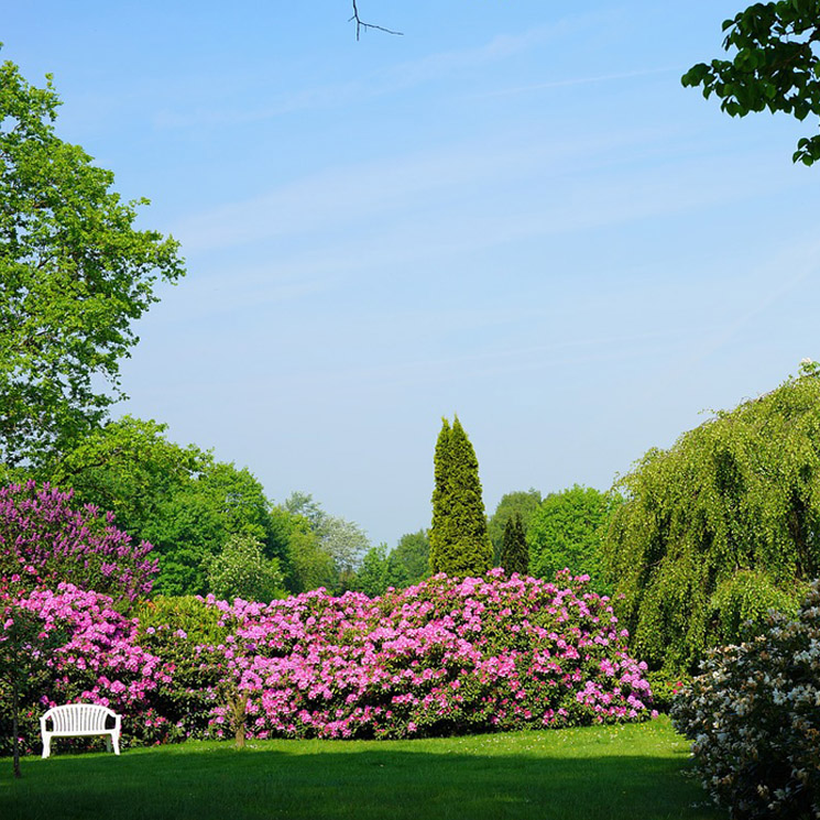 Qué plantas elegir en función de la orientación del jardín