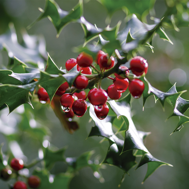 Cómo cuidar el acebo: el árbol de bayas rojas más típico de Navidad
