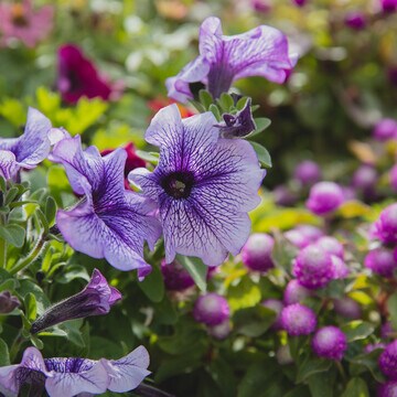 Estas son las flores de temporada más espectaculares para tu jardín 