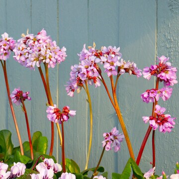 Hortensia de invierno, una bella planta con flor ideal para jardineros atareados