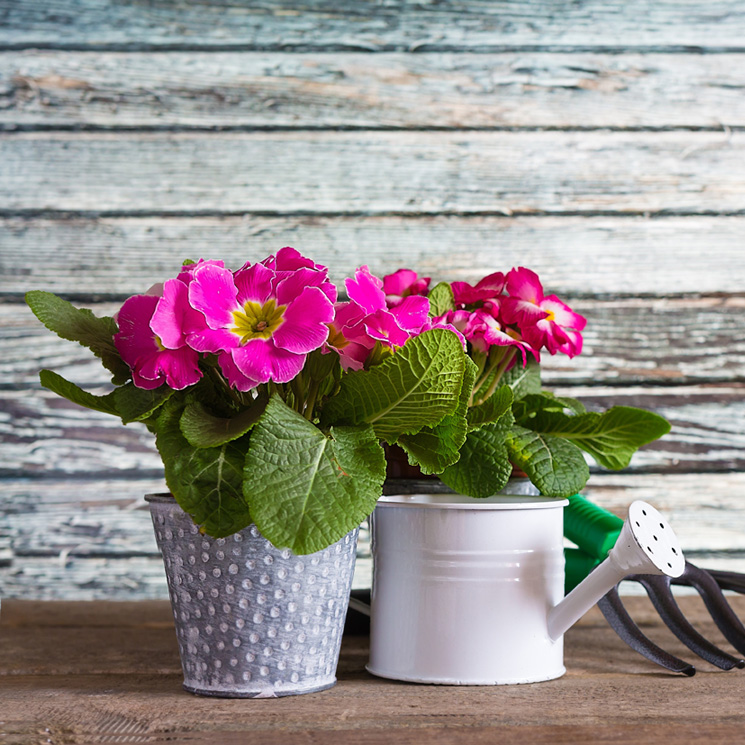 Cultiva la prímula y disfruta de su bella floración desde finales del invierno