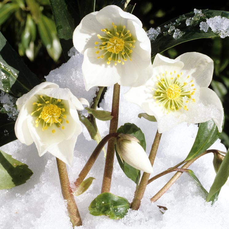 Rosa de Navidad, una preciosa planta que florece en invierno