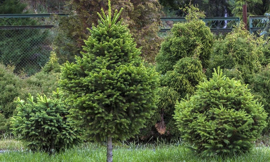 Cultiva un abeto plateado y tendrás un árbol de Navidad muy especial