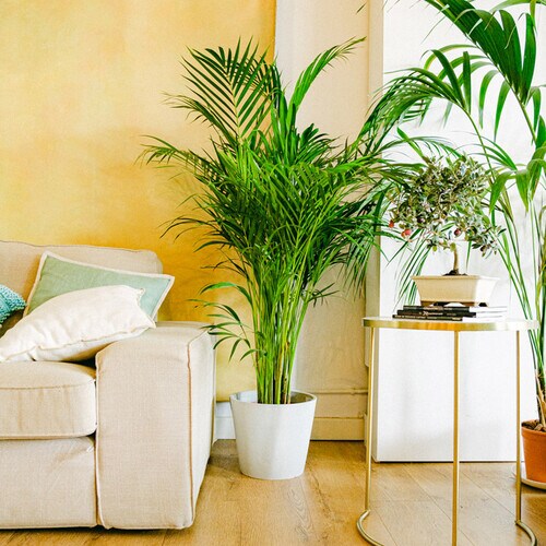 La areca, una preciosa palmera tropical para tu casa