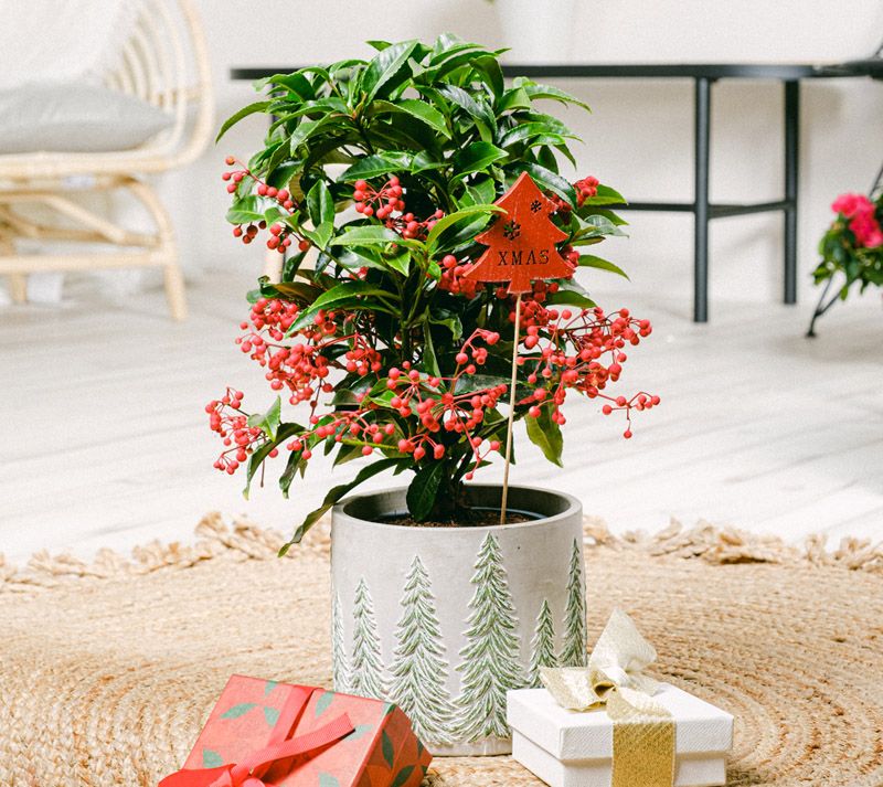 plantas de flores en maceta
