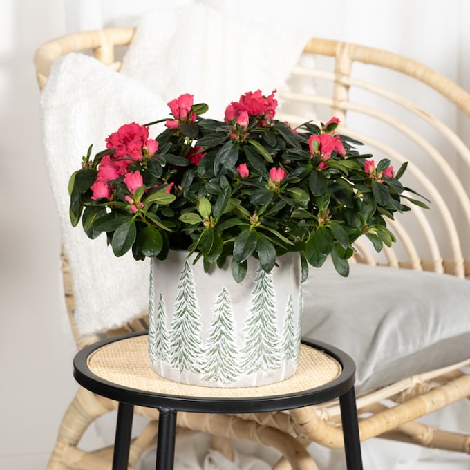 Plantas y flores decorativas que alegrarán tu casa durante la Navidad