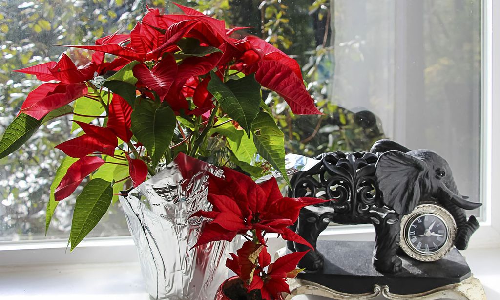 Plantas y flores decorativas que alegrarán tu casa durante la Navidad