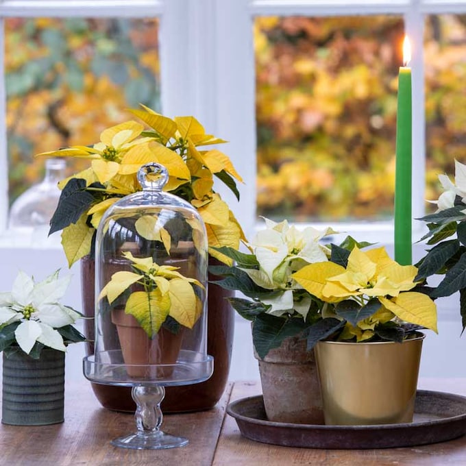 Las ideas más prácticas para decorar con plantas tu casa esta Navidad