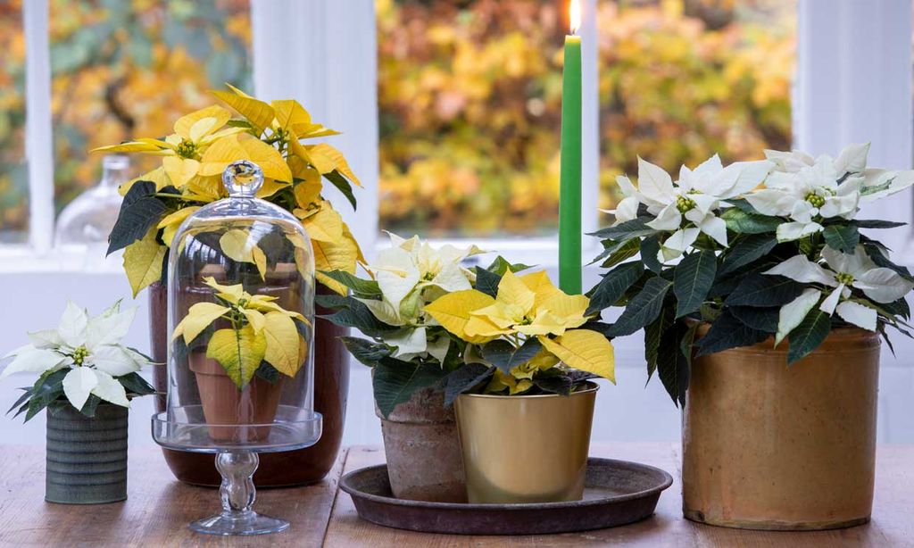 Las ideas más prácticas para decorar con plantas tu casa esta Navidad