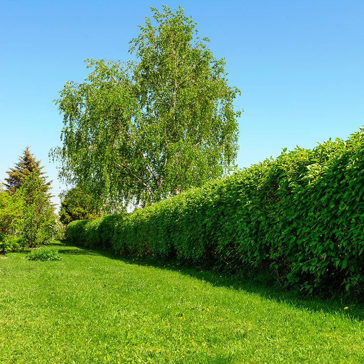 6 arbustos de crecimiento rápido con los que plantar un seto en tu jardín