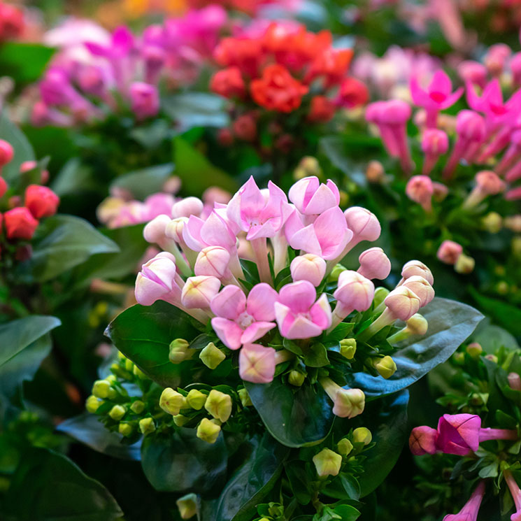 Kalanchoe, una planta suculenta muy especial y fácil de cultivar