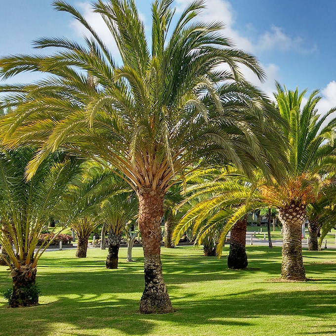 Así puedes cultivar palmeras de exterior en tu jardín