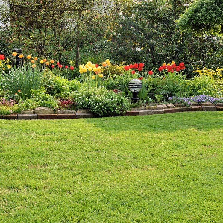 7 problemas comunes que puede sufrir el césped de tu jardín y cómo solucionarlos