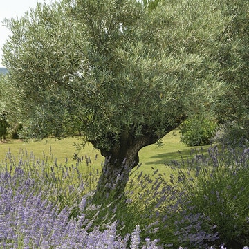 Aprende a cuidar un olivo (también en maceta) y disfruta de su belleza dentro y fuera de casa