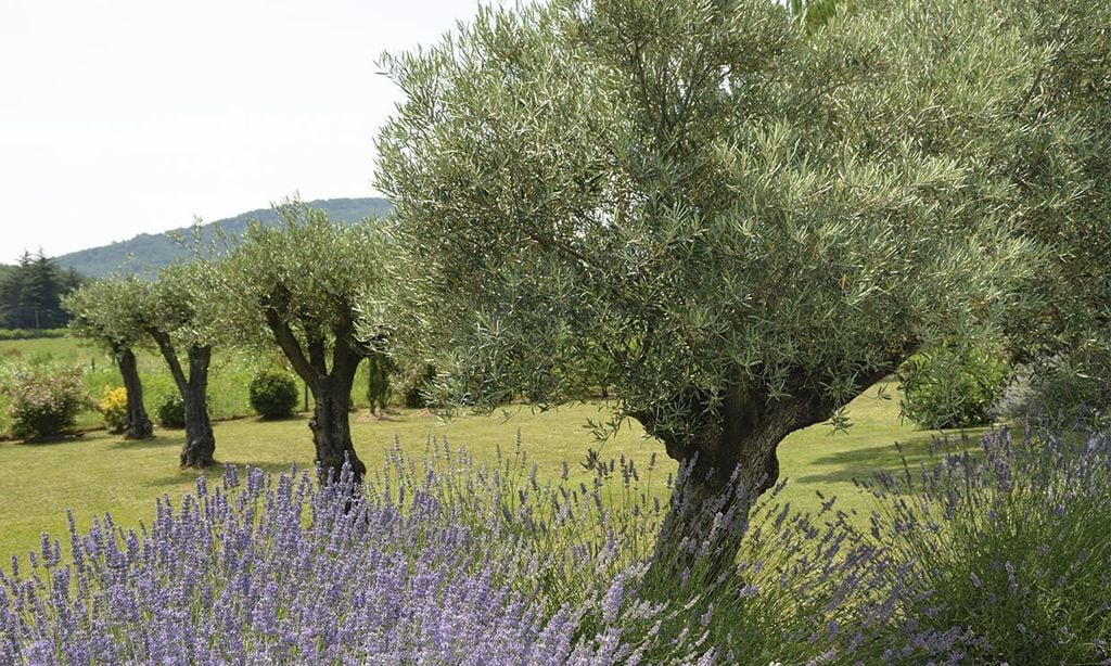 Aprende a cuidar un olivo (también en maceta) y disfruta de su belleza dentro y fuera de casa