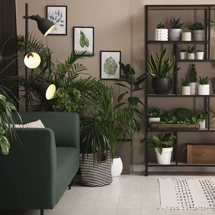 Cómo decorar con plantas de interior: ¿cómo elegirlas y dónde colocarlas?