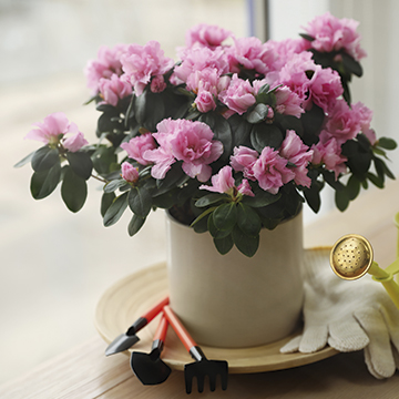 Cómo cuidar las azaleas, una planta de extraordinaria belleza - Foto 1