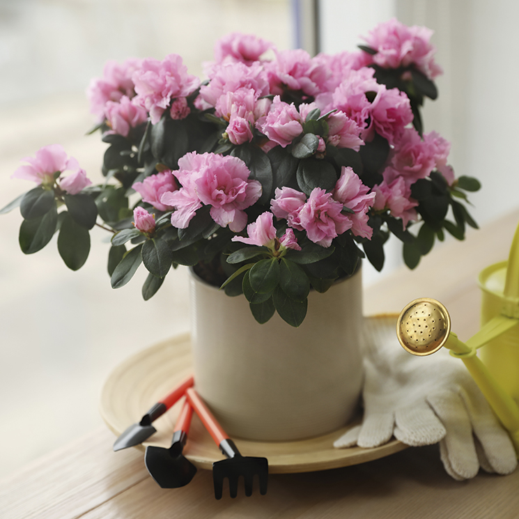 Cómo cuidar las azaleas: una flor exigente con una belleza deslumbrante