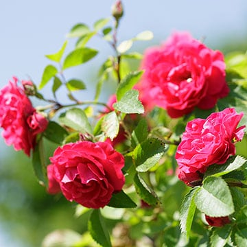 Cómo cultivar rosas espectaculares en tu jardín - Foto 1
