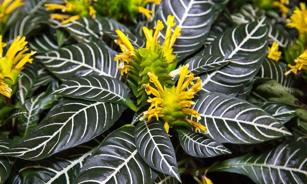 Afelandra, una planta muy vistosa y especial