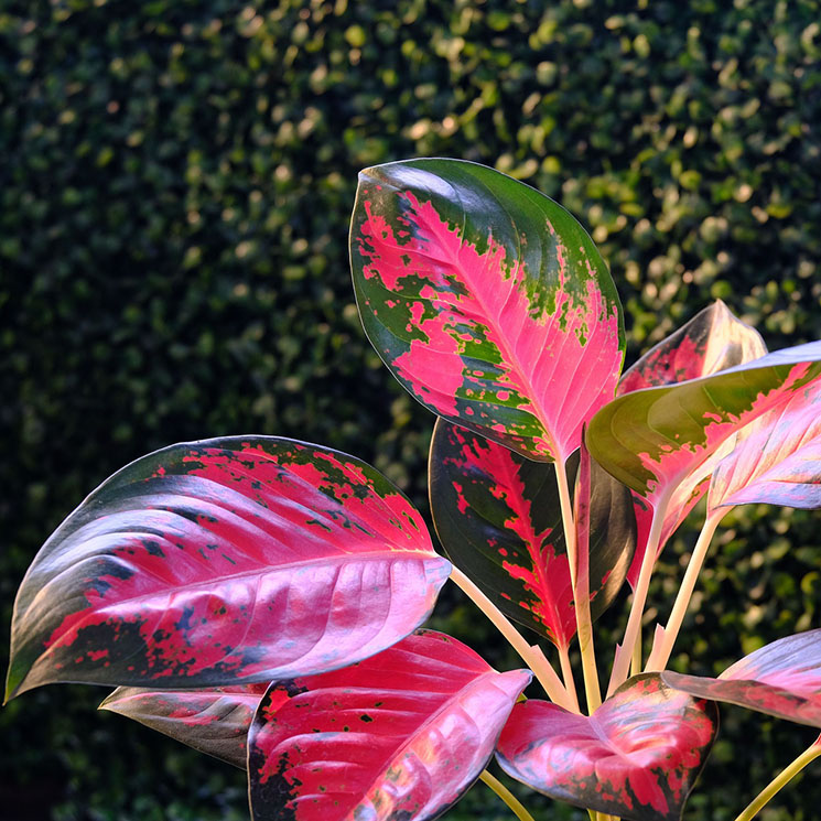 Aglaonema, una planta de interior apta para espacios con poca luz