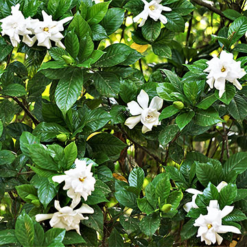 Cómo cultivar la gardenia en interior o en el jardín - Foto 1 Cómo cultivar la gardenia en interior o en el jardín - Foto 1