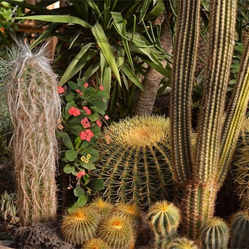 Descubre qué tipos de cactus existen te gustan más para decorar tu casa - 1