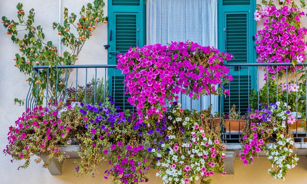 Estas son las 10 mejores plantas para presumir de balcón esta primavera