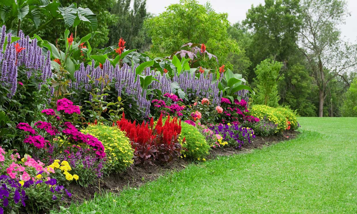 Plantas con flores durante todo el año para embellecer tu terraza o jardín