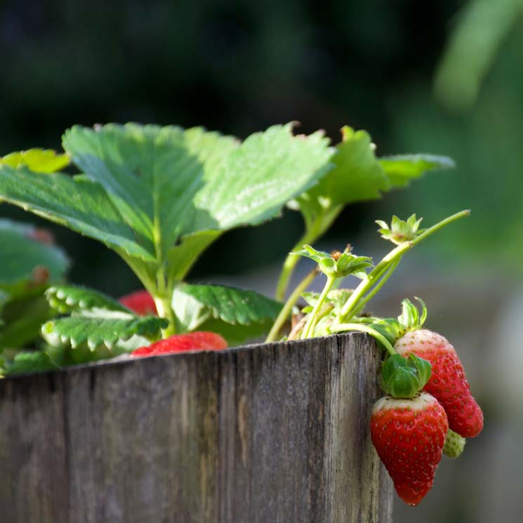 Así puedes cultivar las fresas en maceta