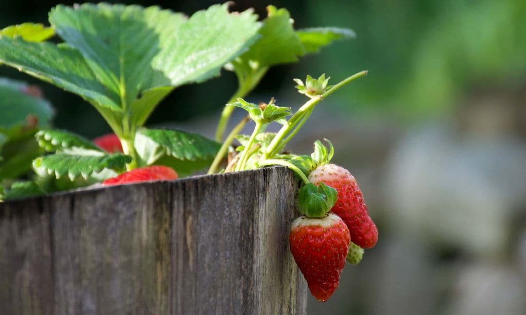 Así puedes cultivar las fresas en maceta