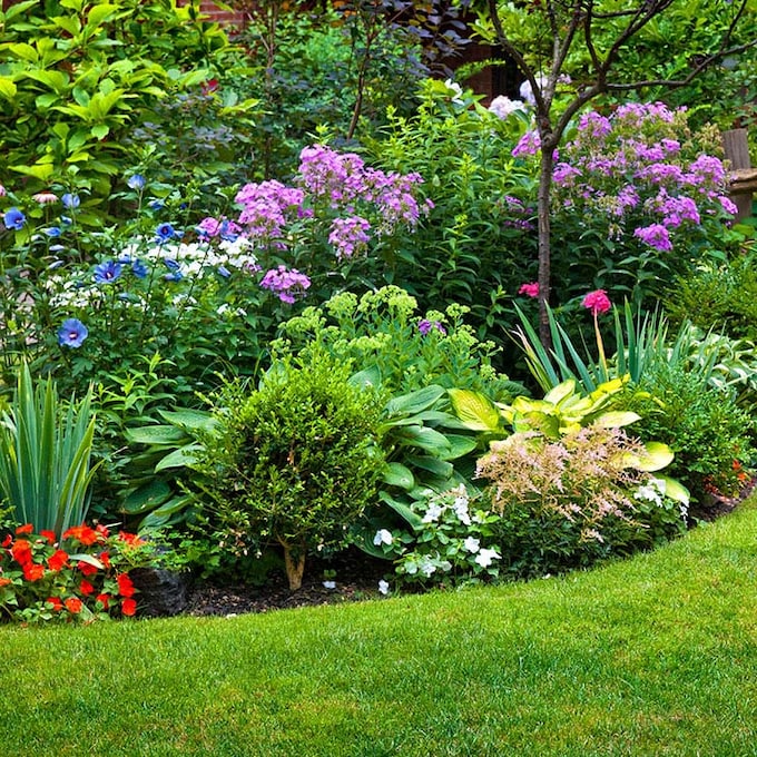 10 razones para cultivar plantas vivaces en el jardín