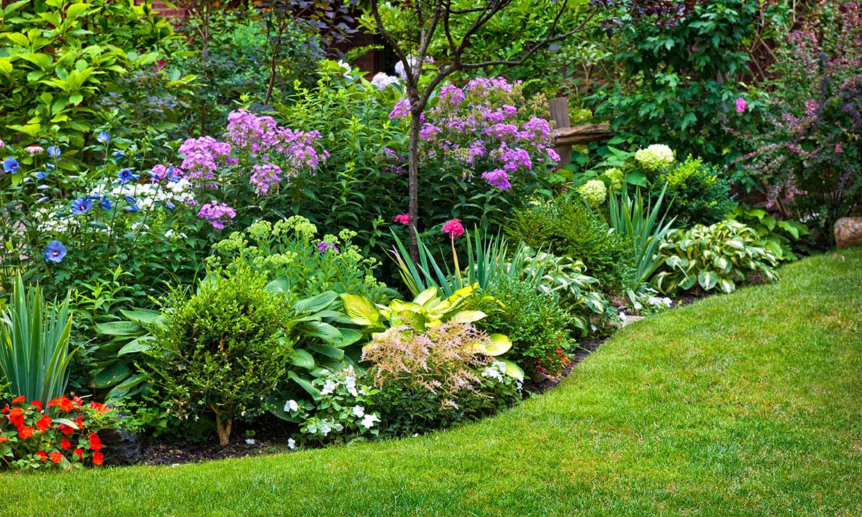 10 razones para cultivar plantas vivaces en el jardín
