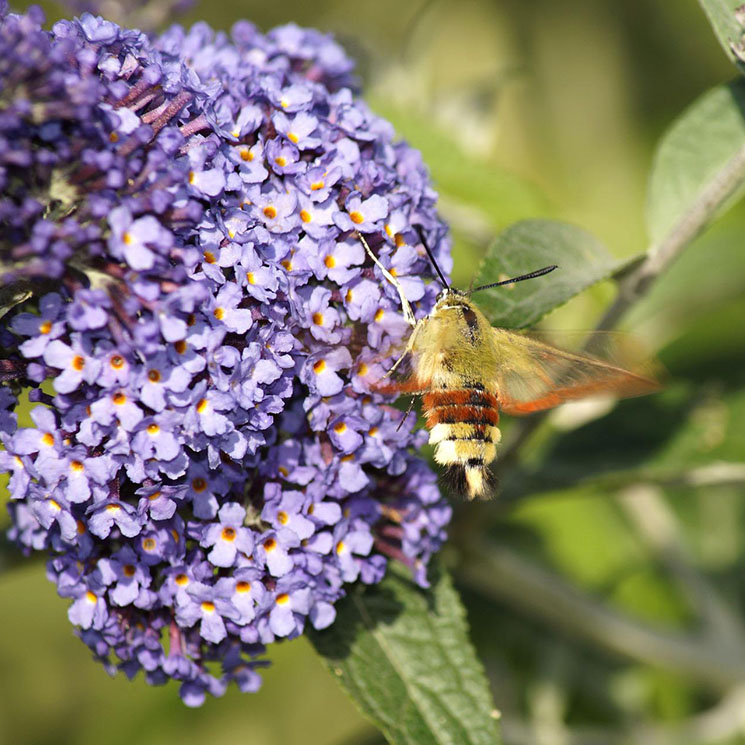 ¿Sabes cuáles son las plantas que atraen a tu jardín a los insectos polinizadores?