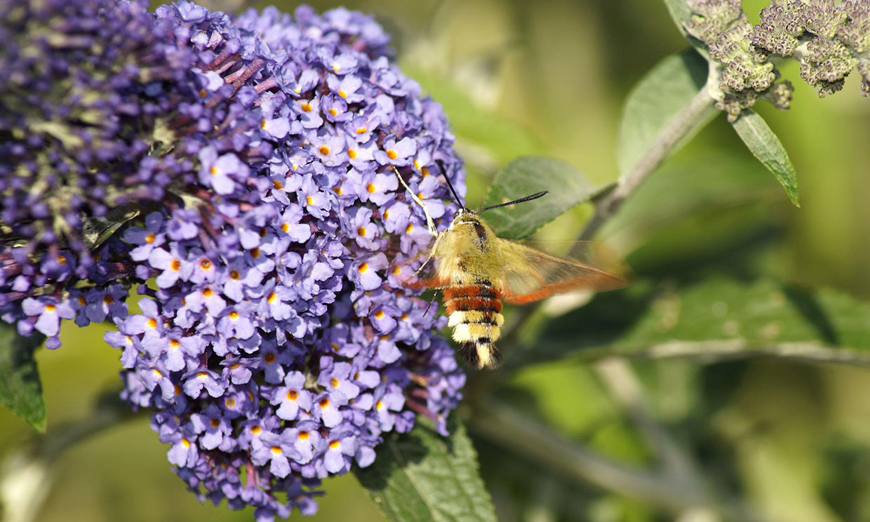 ¿Sabes cuáles son las plantas que atraen a tu jardín a los insectos polinizadores?