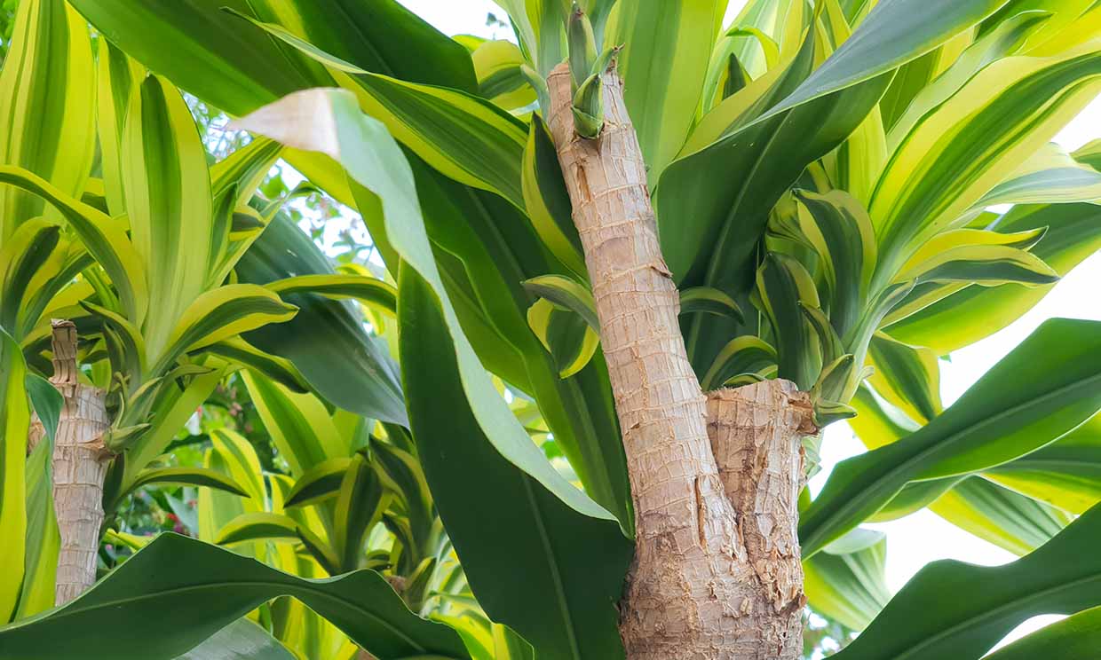 Tronco de Brasil, una planta tropical que no te exigirá demasiados cuidados