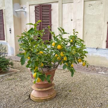 cultivar un limonero maceta - Foto 1