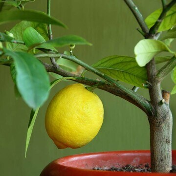 ¿Quieres cultivar tus propios limones? Planta un limonero en maceta