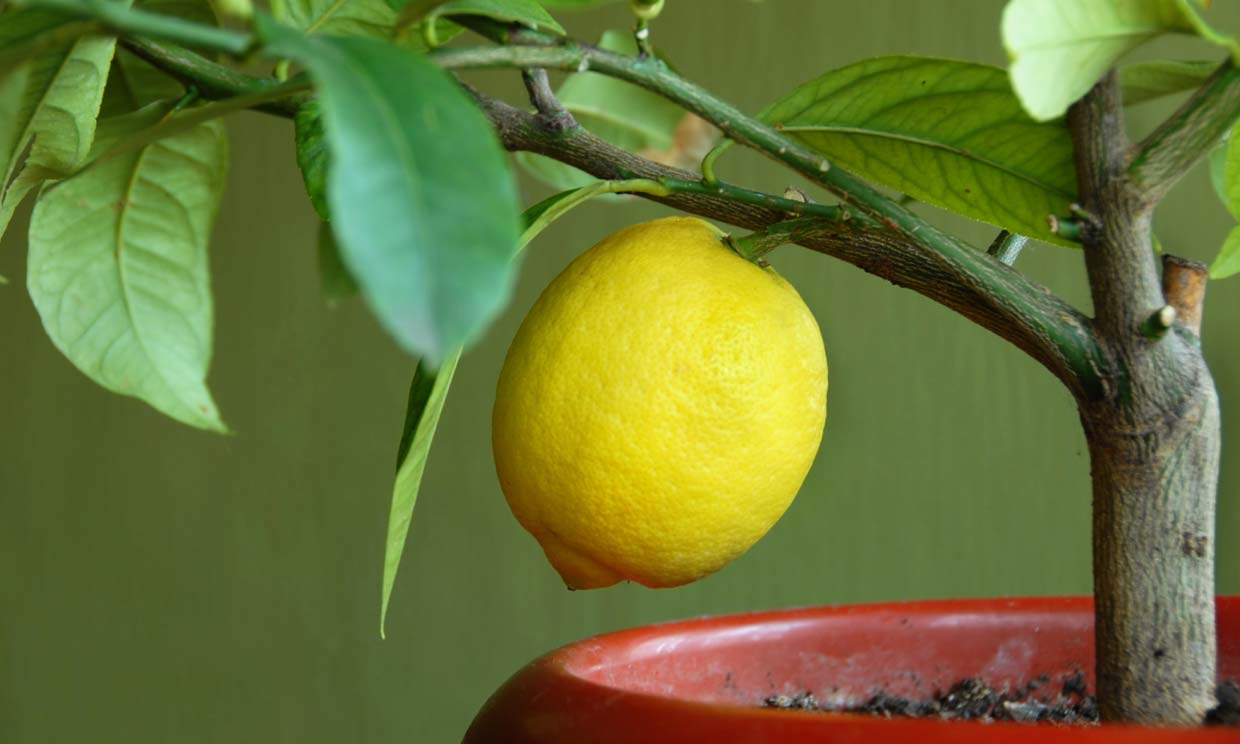 ¿Quieres cultivar tus propios limones? Planta un limonero en maceta
