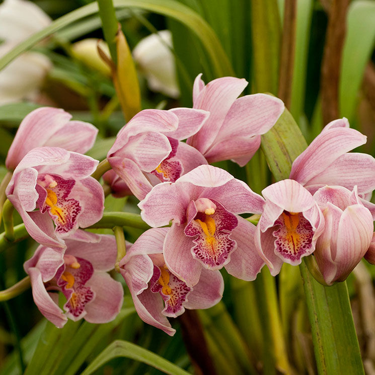 Estos son los cuidados que has de darle a tu Dendrobium para que crezca sana y feliz