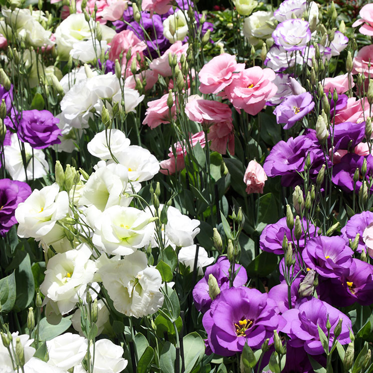 Aprende a cultivar el lisianthus, una planta de flor espectacular 