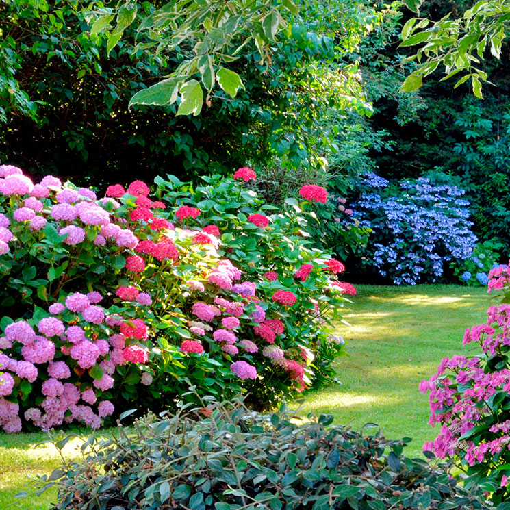 Las 9 mejores plantas de exterior para las zonas de sombra de tu jardín o terraza