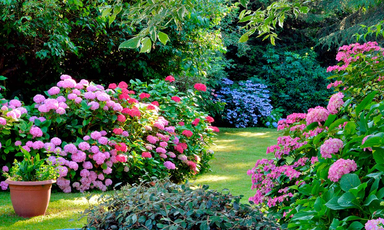 Las 9 mejores plantas de exterior para las zonas de sombra de tu jardín o terraza
