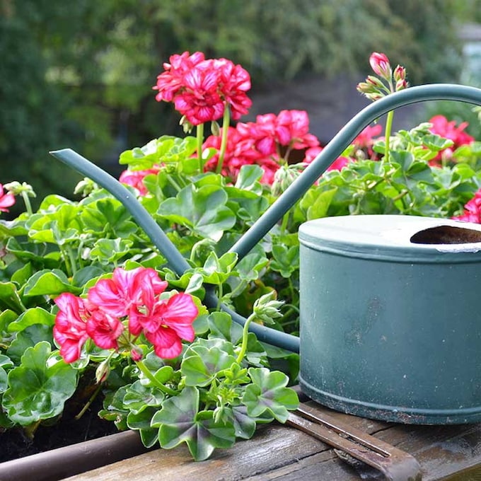 9 plantas con flores para alegrar tu jardín o terraza durante todo el año
