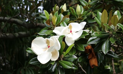 Magnolio o Magnolia grandiflora, un árbol espectacular para dar vida a tu jardín