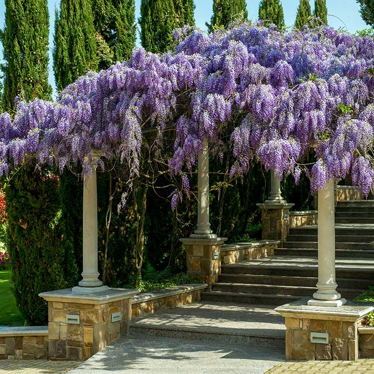 Cuidados de la glicinia o wisteria, una planta con una floración espectacular