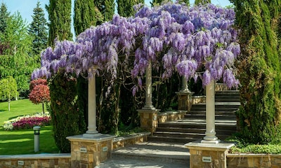 Cuidados de la glicinia o wisteria, una planta con una floración espectacular