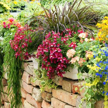 Meyella Retirado Recomendación Plantas de exterior con flor para dar vida a tu jardín o terraza - Foto 1
