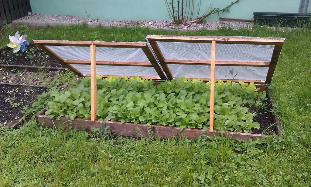 ¿Qué plantar en tu huerto doméstico en verano? Y cómo cuidarlo